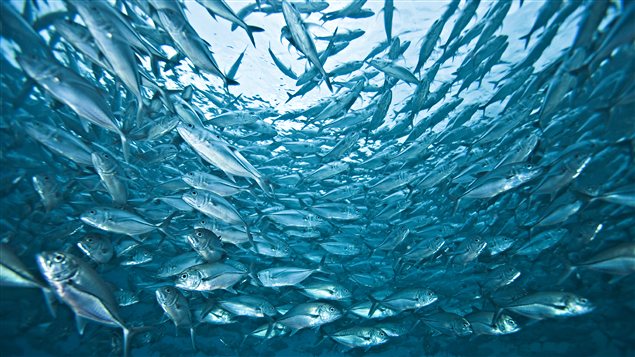 Transport d’énergie : Pêches et Océans écarté des consultations