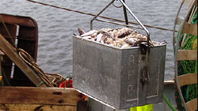 Bonne nouvelle pour les pêcheurs de poisson de fond