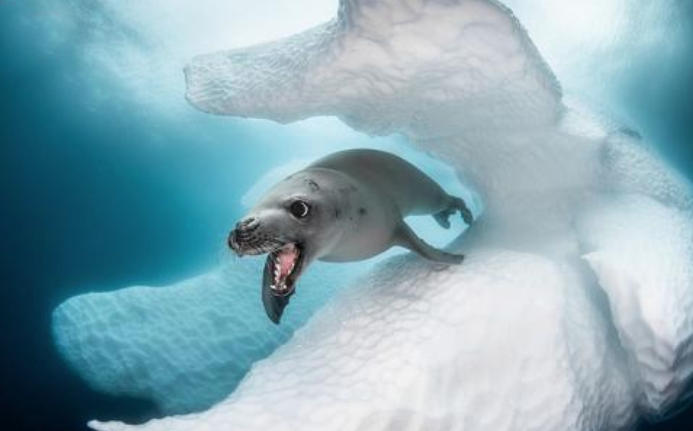 Dans les abysses… Les plus belles photos sous-marines