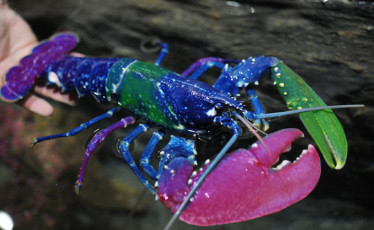 Niaiseries Acadiennes : Il pêche un homard multicolore!