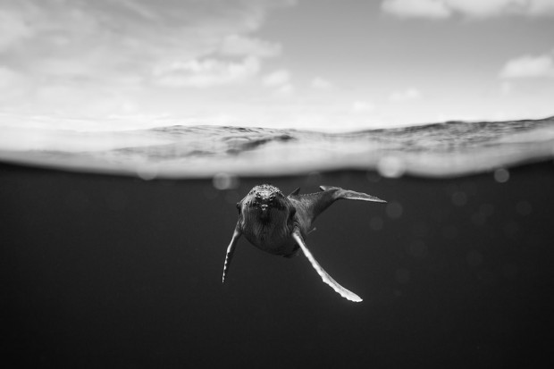 La beauté et la grâce des baleines à bosse capturées par le photographe Jem Cresswell